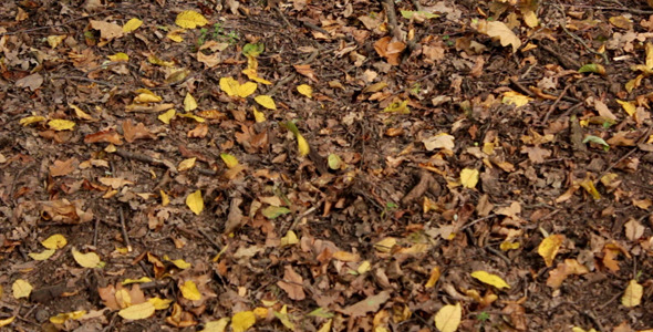 Falling Leafs Falling Leafs