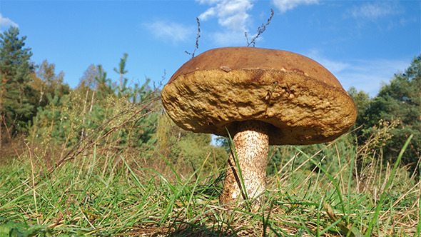 Gathering Of Mushrooms 1 Gathering Of Mushrooms 1