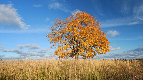 Maple Tree In Autumn Maple Tree In Autumn