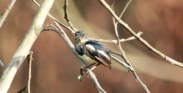 Juvenile Robin Magpie Juvenile Robin Magpie