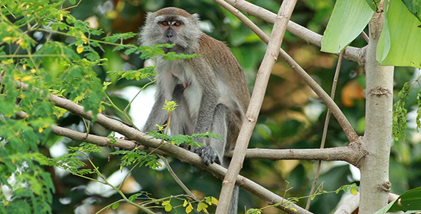 Wild Monkey 04 Wild Monkey 04