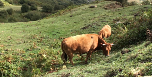Cows in the Mountain 1 Cows in the Mountain 1