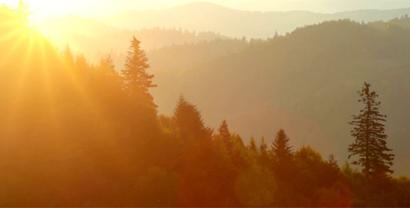 Forest 5 Forest 5