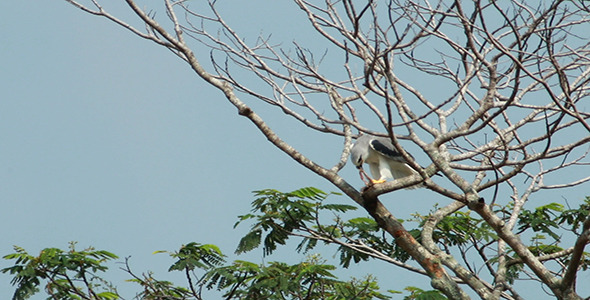 Black Shouldered Kite Eagle Feeding 02 Black Shouldered Kite Eagle Feeding 02