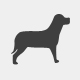 webdingo