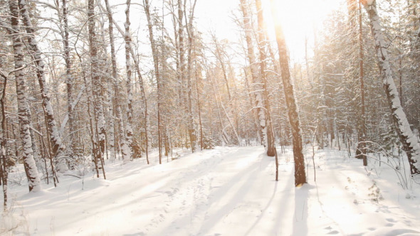 Movement Along Birch Forest Movement Along Birch Forest