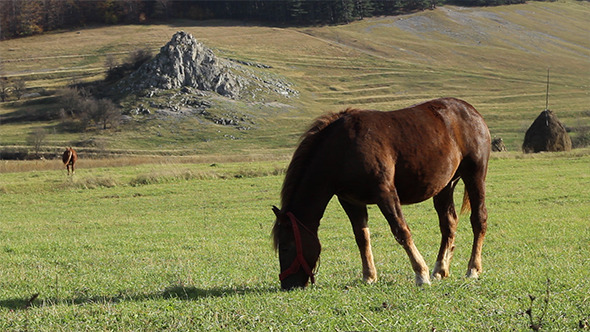 Sunny Afternoon Grazing Horse Sunny Afternoon Grazing Horse
