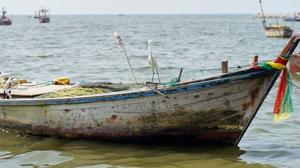Sea Bird on a Fishing Boat Sea Bird on a Fishing Boat