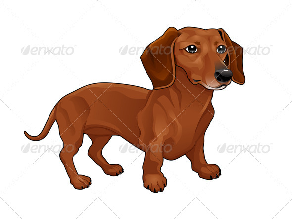Dachshund Dachshund