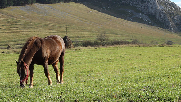 Horse on Windy Grassland