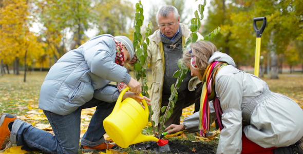Planting And Watering Sapling Planting And Watering Sapling