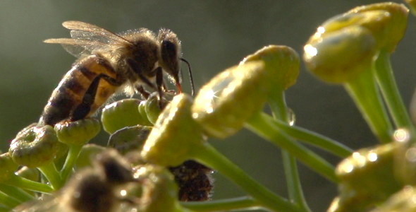 Bee 12 Bee 12