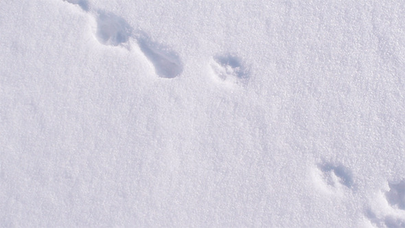 Animals Hunting Animals Hunting