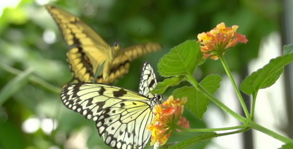 Butterfly 01 Butterfly 01