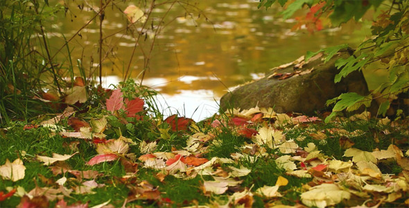 Leaves Near The Lake Leaves Near The Lake