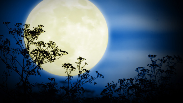 Big Moon And Grass Big Moon And Grass