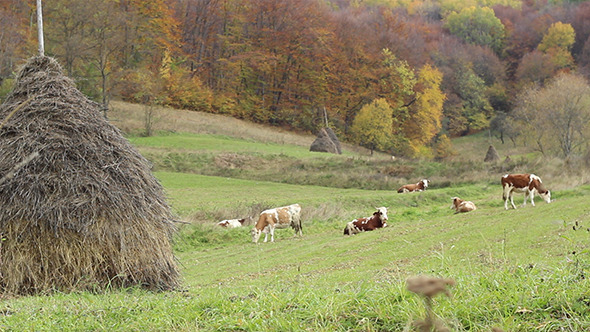 Cattle Ecological Grazing Cattle Ecological Grazing