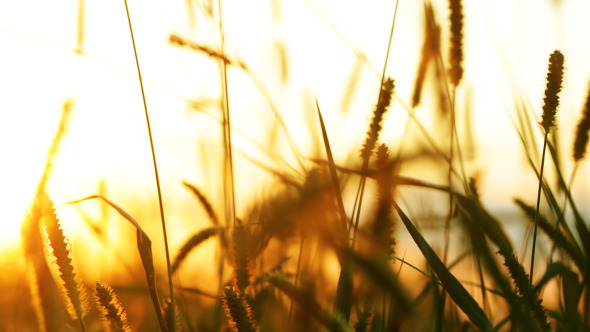 Background With Grass And Sunlight Background With Grass And Sunlight