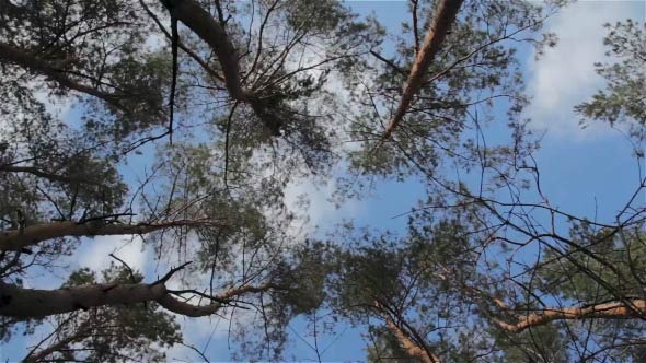 Sky and Trees Slow Rotation Sky and Trees Slow Rotation