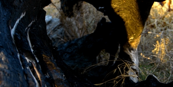 Inside the Stump 2 Inside the Stump 2