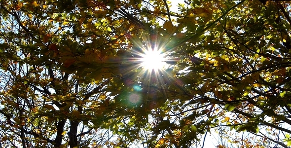 Sunrays in the Woods 1 Sunrays in the Woods 1
