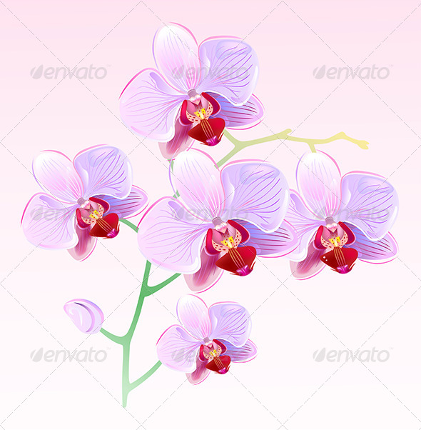 Pink Orchids Spring Branch Pink Orchids Spring Branch
