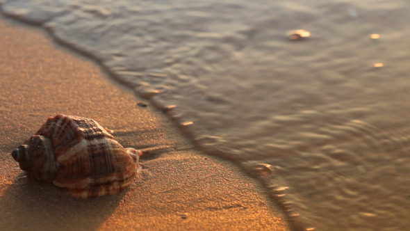 Seashell On The Golden Sand Seashell On The Golden Sand