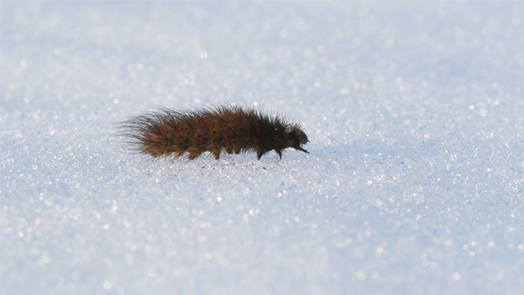 The Caterpillar Crawling On The Snow The Caterpillar Crawling On The Snow