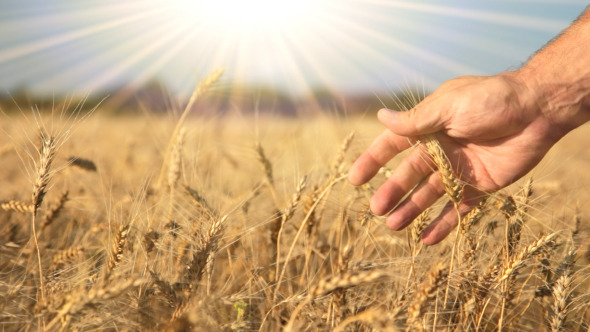 Ripe Wheat Hand And The Sun Ripe Wheat Hand And The Sun