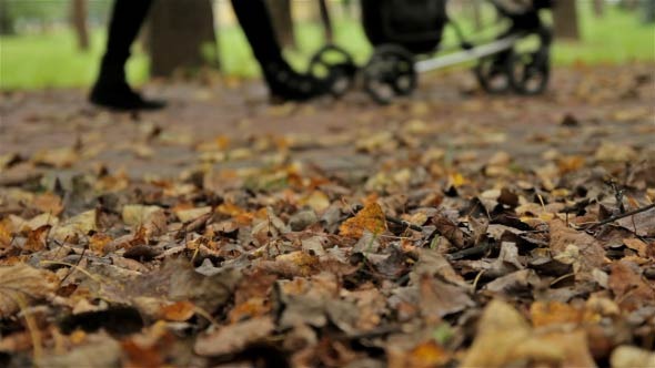 Autumn Leafs & Buggy Autumn Leafs & Buggy