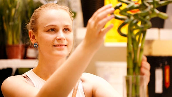 Beautiful Woman Arranging Ornamental Bamboo Beautiful Woman Arranging Ornamental Bamboo