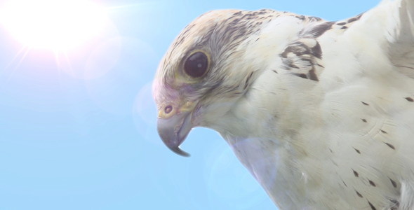 Falcon Falcon