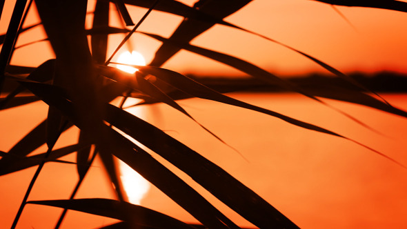 Lake Grass Sunset Lake Grass Sunset