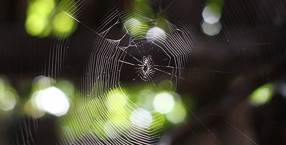 Spider Web Spider Web
