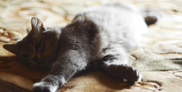 Cat Stretches Himself Cat Stretches Himself