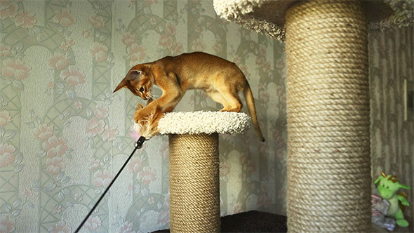 Playful Kitten Playful Kitten