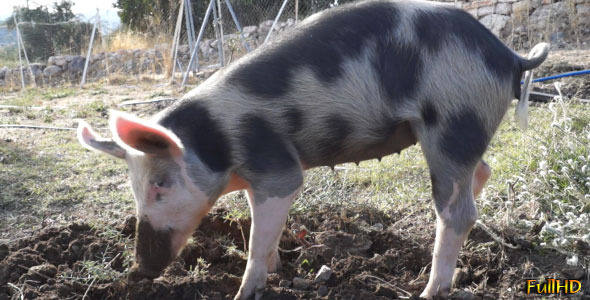 Pig Digs 4-Pack Pig Digs 4-Pack