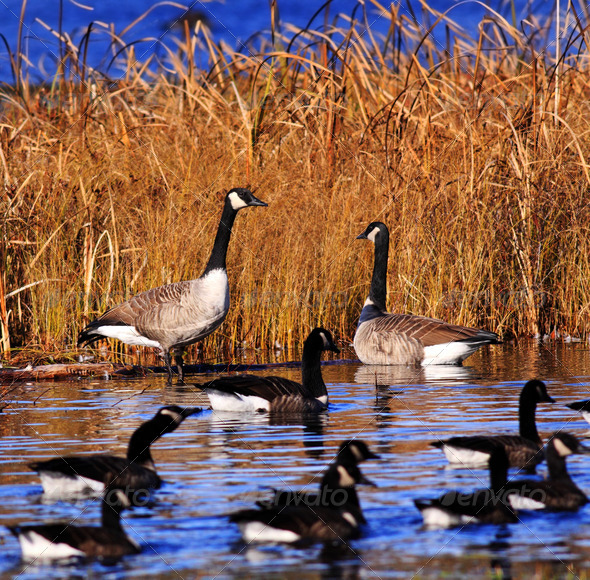 Several Canada Geese Pond Marsh