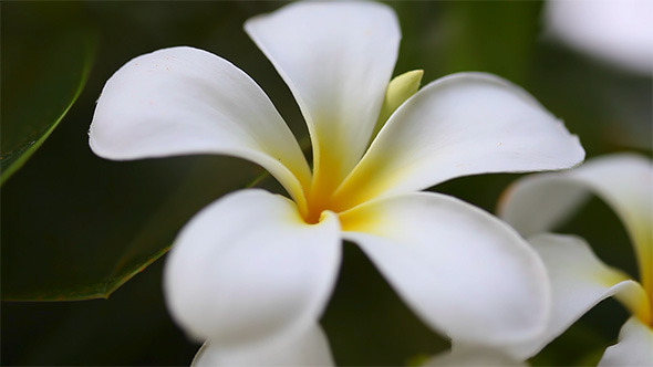 Plumeria Plumeria