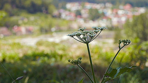 White Flower Slider White Flower Slider