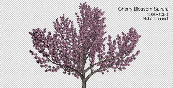 Tree Cherry Blossom Tree Cherry Blossom