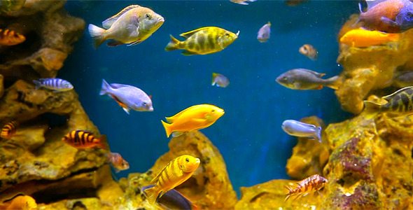 Coral Fish 4 Coral Fish 4