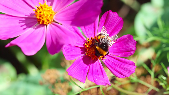 Busy Bumblebee Busy Bumblebee