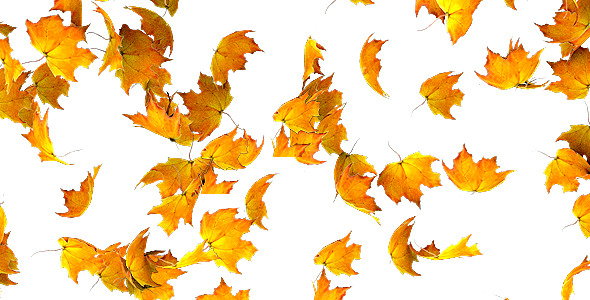 Maple Leaf Falling Transition Maple Leaf Falling Transition
