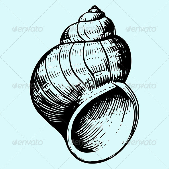 Seashell Seashell