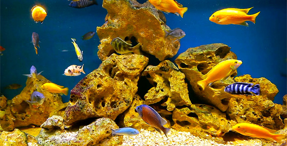 Coral Fish 8 Coral Fish 8
