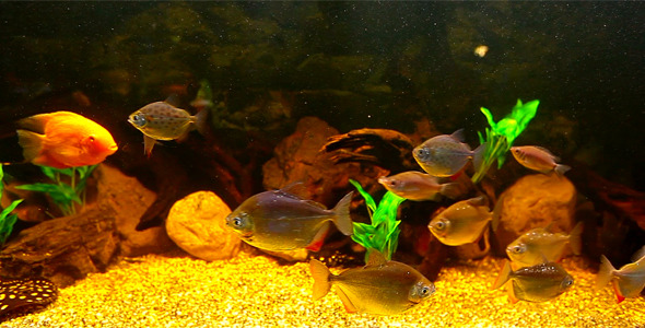 Coral Fish 12 Coral Fish 12