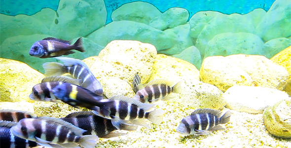 Coral Fish 13 Coral Fish 13