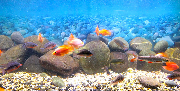 Coral Fish 14 Coral Fish 14
