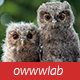 owwwlab